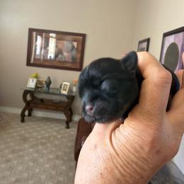 Izzy - Black and white female Shih Tzu puppy in Victorville, California from Precioustzus