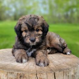 Aussiedoodle and Bernedoodle Puppies from Jupiter Doodles