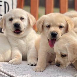Yellow Collar - Honey - Yellow female Labrador Retriever puppy in Lowell, Arkansas from Riverbourne Labradors