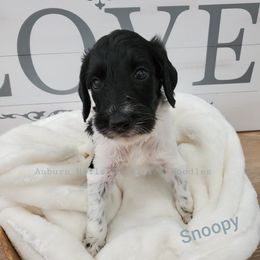 Goldendoodle Puppies from Auburn Hills Doodles & Poodles