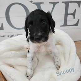 Goldendoodle Puppies from Auburn Hills Doodles & Poodles