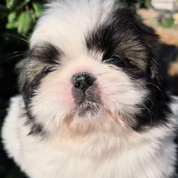 Pixie - Tricolor female Shih Tzu puppy in El Paso, Texas from Paws Of Beauty