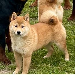 Chunky - Shiba Inu