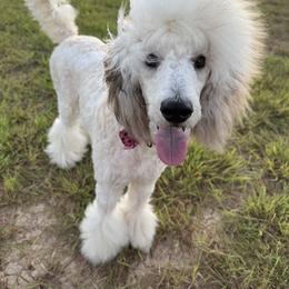Teeva - Poodle