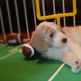 Goldendoodle Puppies from Happy Valley Doodles