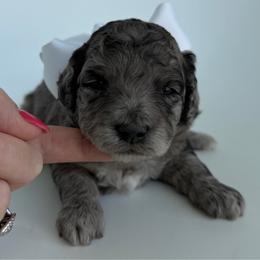 G-Pink Girl - Merle female Goldendoodle puppy in Lewisville, Texas from Texas Goldendoodle Lovers