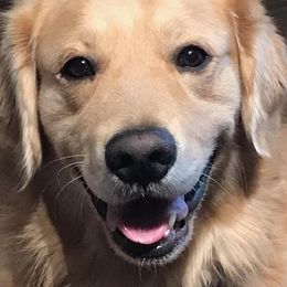 Kai - Golden Retriever