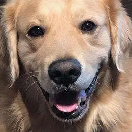 Kai - Golden Retriever