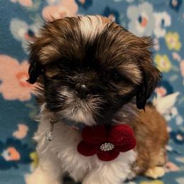 Tina - Gold and white female Shih Tzu puppy in Hemet, California from Aloha Shih Tzu