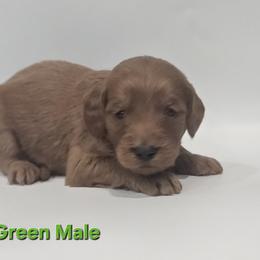 Jasper - Green Collar Male - Red  male Goldendoodle puppy in Mocksville, North Carolina from Hunting Creek Farm & Kennel