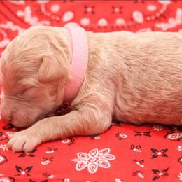 Light Pink - Cream female Labradoodle puppy in Lexington Park, Maryland from SUNNY SIDE DOODLES
