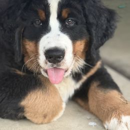 Bernese Mountain Dog Puppies from Country Feels Ranch