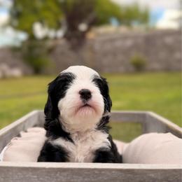 Bo Peep - Black and white female Cavalier King Charles Spaniel puppy in Las Cruces, New Mexico from Mayflowers Cavalier Spaniels
