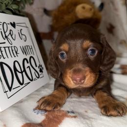 Eddie-AKC - Chocolate and tan male Dachshund puppy in Gerber, California from Red Dirt Doxies