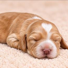 Archer - Apricot male Labradoodle puppy in Connersville, Indiana from Dessie's Doodles