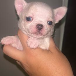 Madhu (was Nigiri) - White male Chihuahua puppy in New Castle, Delaware from Sasha’s Elite Kennel LLC