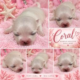 CORAL - White female Maltese puppy in Orlando, Florida from Denise’s Puppies