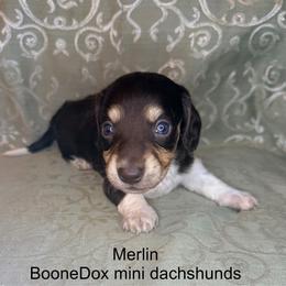 Merlin - Piebald male Dachshund puppy in Lexington, Oklahoma from BooneDox Miniature Dachshunds