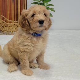 Boy 2 - Apricot Goldendoodle puppy in Delta, Utah from Delta Doodles and Poodles