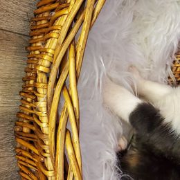 Girl 2 - Miniature Australian Shepherd puppy in Roseville, California from Golden State Mini Aussies