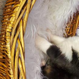 Girl 2 - Miniature Australian Shepherd puppy in Roseville, California from Golden State Mini Aussies