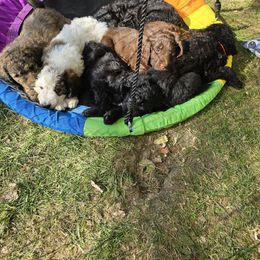 Assorted Doodle Crosses Puppies from Newfiedoodles of WNY