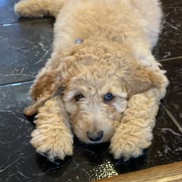 Goldendoodle Puppies from Shadow Ridge Doodles