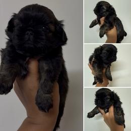 Benji - Sable male Shih Tzu puppy in Bastrop, Louisiana from Happy Scout's Shih Tzu's