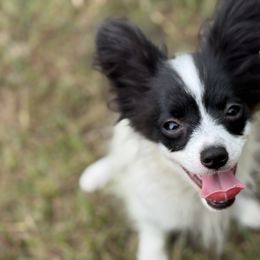 Boy 1  Champion Sired  -   full registration available - White and black male Papillon puppy in Shirley, Arkansas from Lucky Pups