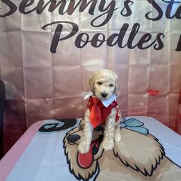 Remy - Apricot male Poodle puppy in Mobile, Alabama from Semmy’s Standard Poodle LLC