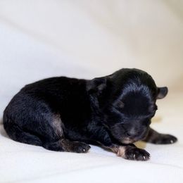 Smudge - Black tri-color male Aussiedoodle puppy in Daphne, Alabama from Darling Australians
