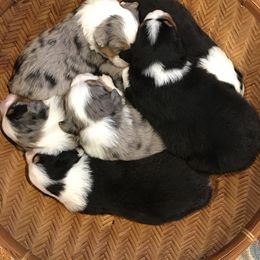 Miniature Australian Shepherd Puppies from Fuller Aussies