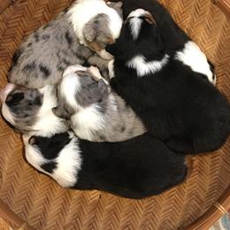 Miniature Australian Shepherd Puppies from Fuller Aussies