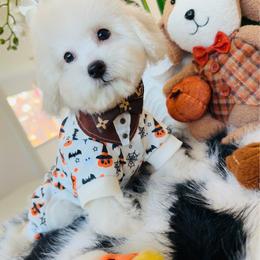 SNUGGLES - White male Maltipoo puppy in Sugar Land, Texas from Celebrity Maltipoos
