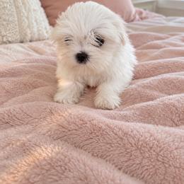 Alena - White female Maltese puppy in Bryn Mawr, Pennsylvania from Main line furry friends