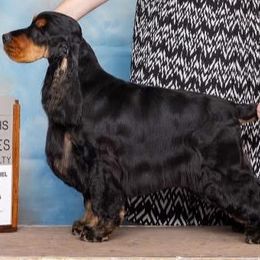 Sonic - English Cocker Spaniel