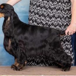 Sonic - English Cocker Spaniel