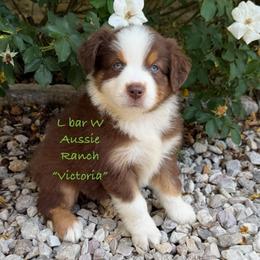 Victoria - Red tri female Miniature Australian Shepherd puppy in Midway, Texas from L Bar W Aussie Ranch