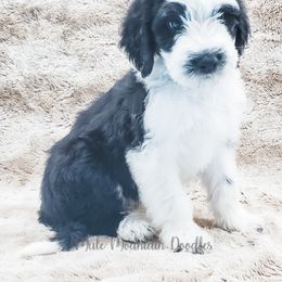 Bearded Retriever, Labradoodle, and Sheepadoodle Puppies from Mule Mountain Doodles