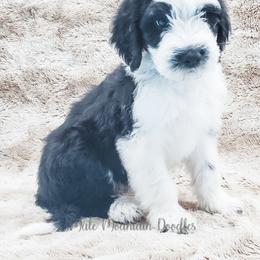Bearded Retriever, Labradoodle, and Sheepadoodle Puppies from Mule Mountain Doodles