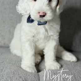 Australian Labradoodle Puppies from Miami Australian Labradoodles