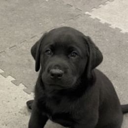Labrador Retriever Puppies from Double Dutch Labradors