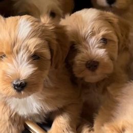 Miniature Schnauzers from True Love Schnauzers