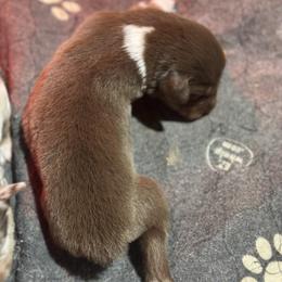 Chloe - Red tri-color female Australian Shepherd puppy in Asheboro, North Carolina from Stellar Aussies