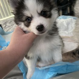 Pomsky Puppies from A1 Pomskies