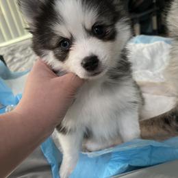 Pomsky Puppies from A1 Pomskies