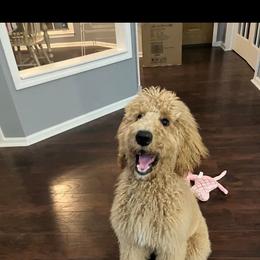 Goldendoodle and Poodle Puppies from Florida Coast Golden Doodles