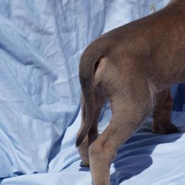 Great Dane Puppies from A Spot Of Blue Great Danes
