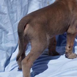 Great Dane Puppies from A Spot Of Blue Great Danes
