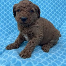 Dark Blue - Red  male Goldendoodle puppy in Lancaster, Kentucky from Dream Paws Puppies, LLC